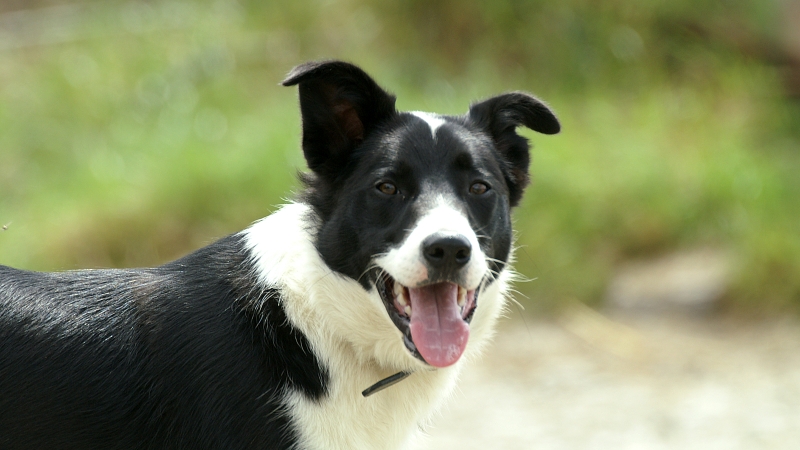 black and white dog looking at the camera