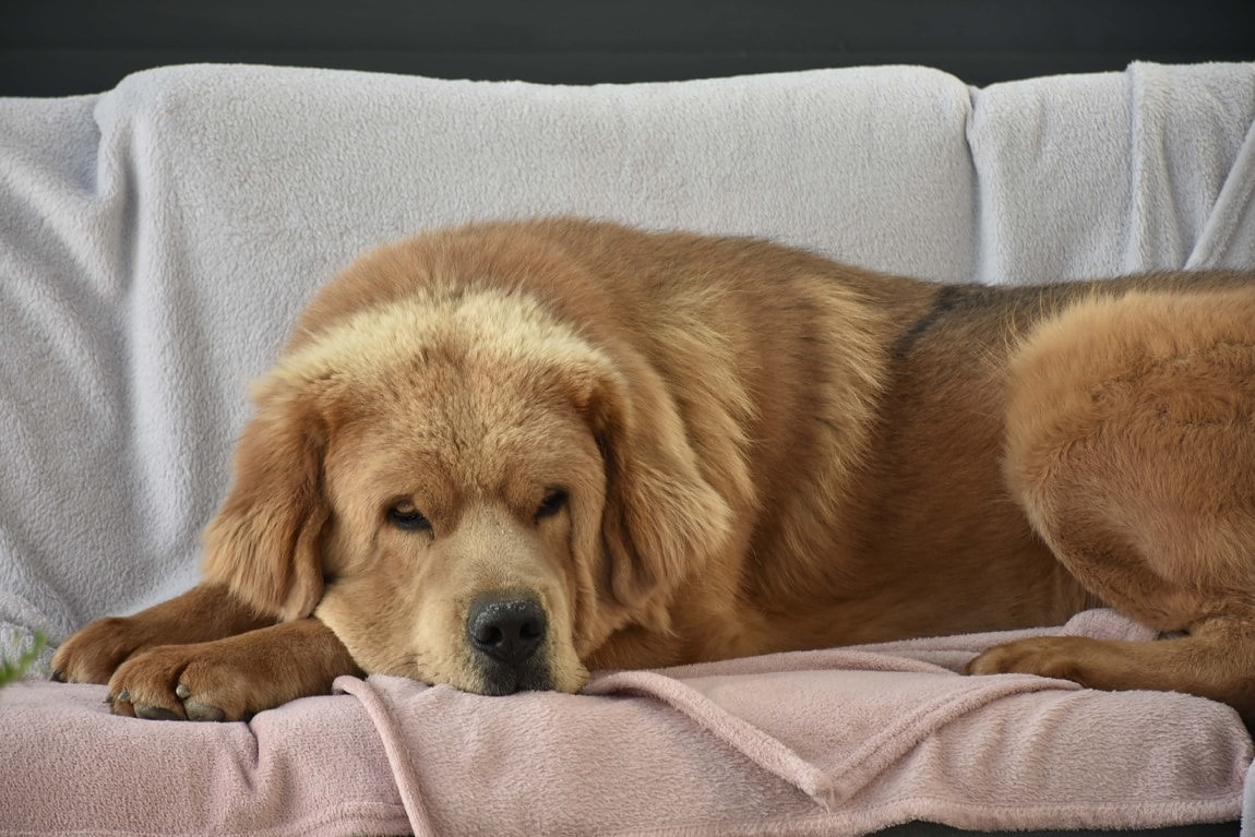 golden retriever sleeping on couch