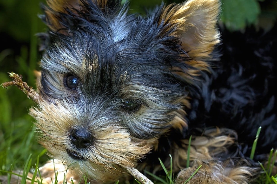 yorkshire terrier holding a stick in its mouth and looking up at the camera